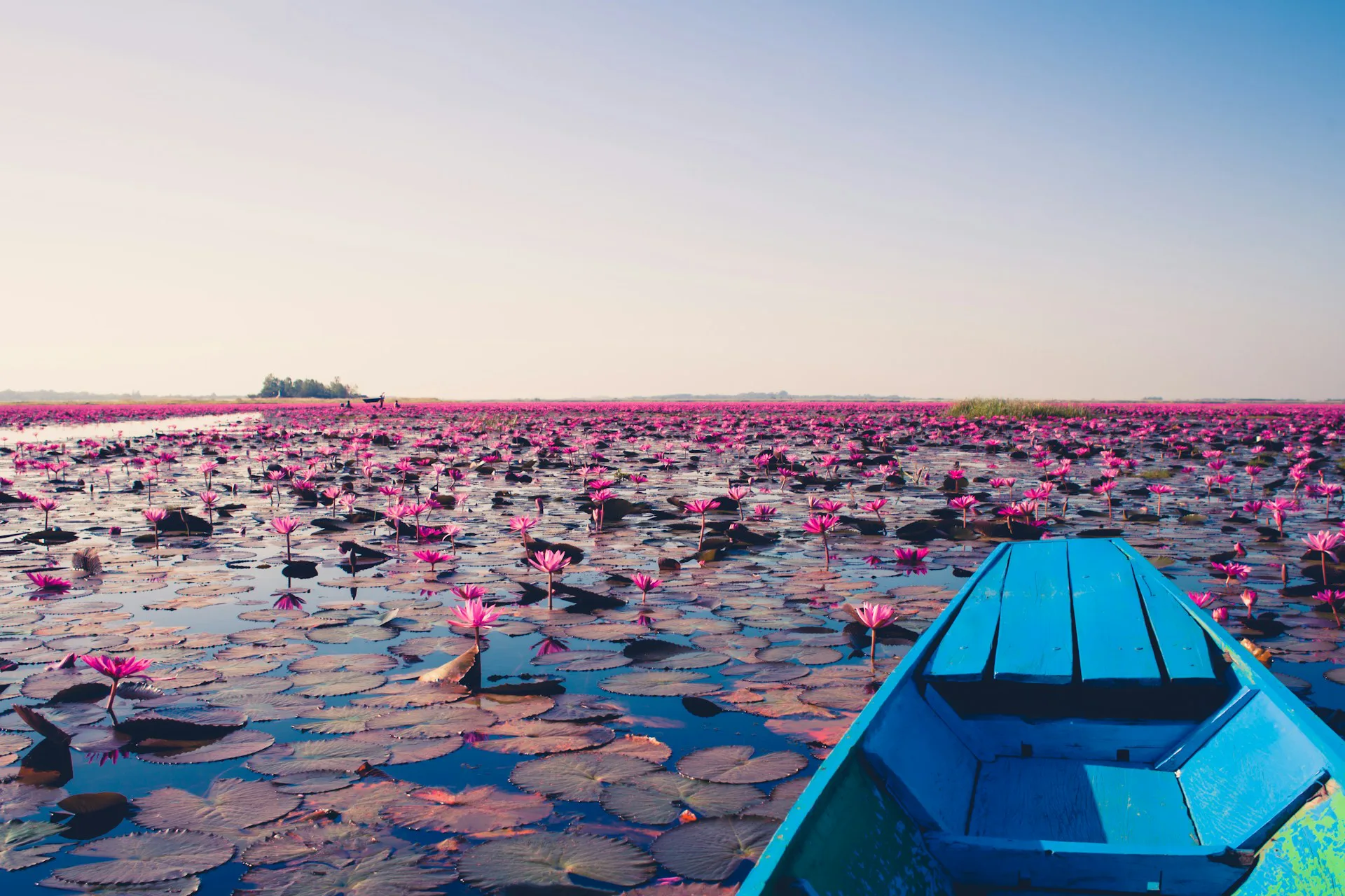 Red Lotus Sea