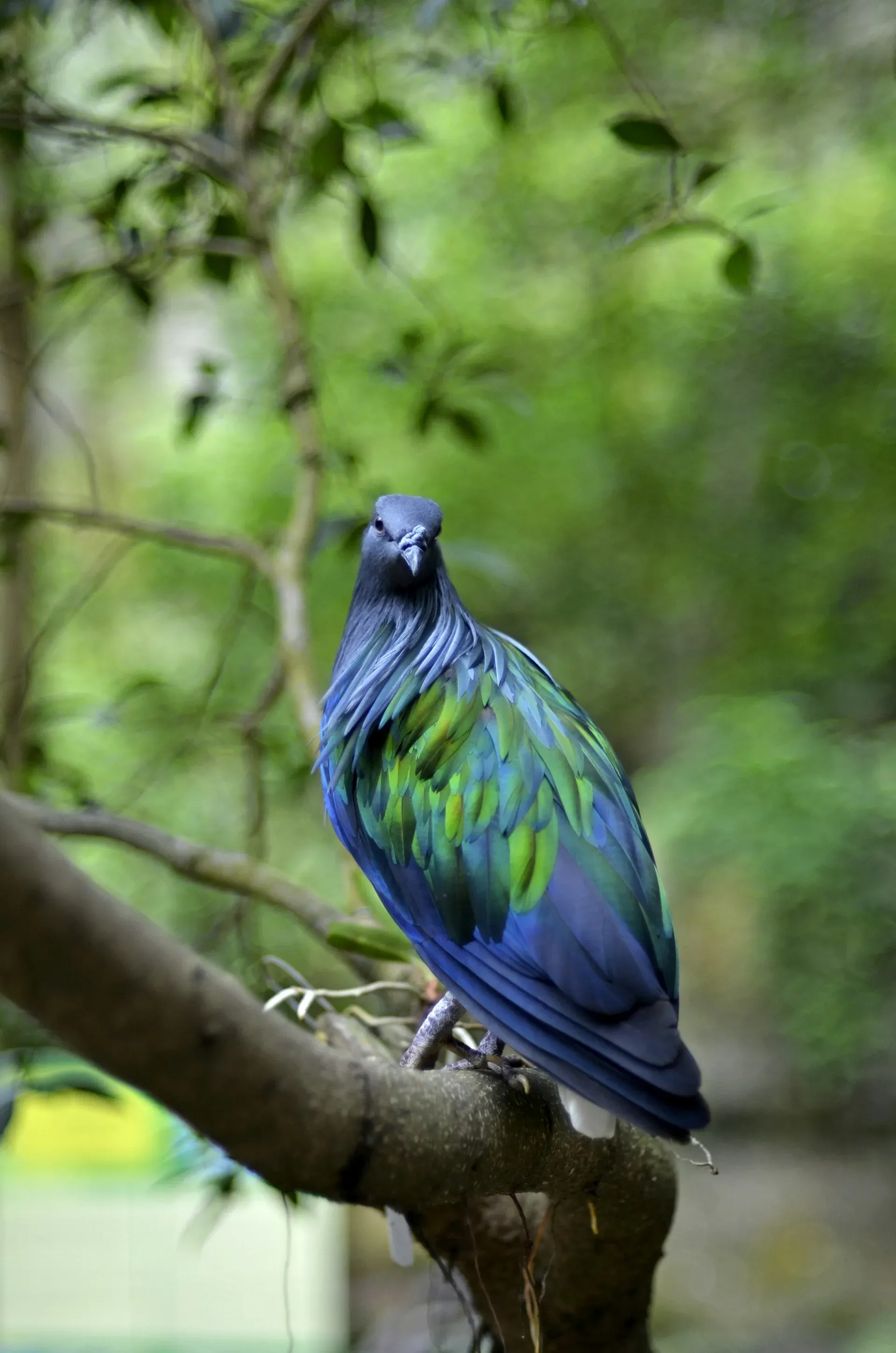 Khao Kheow Open Zoo