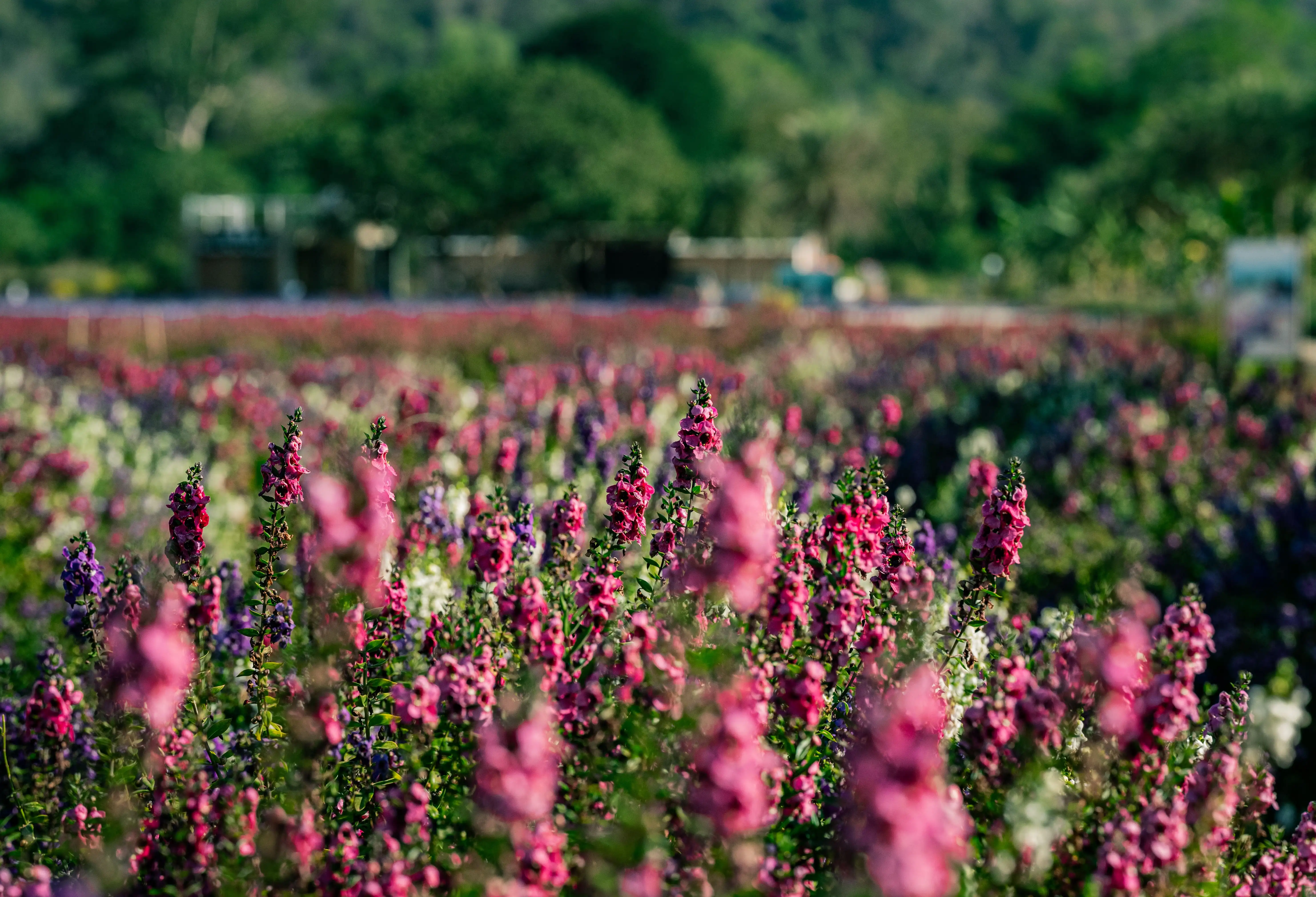 Tham Chai Farm Sunn Hemp Flower Field